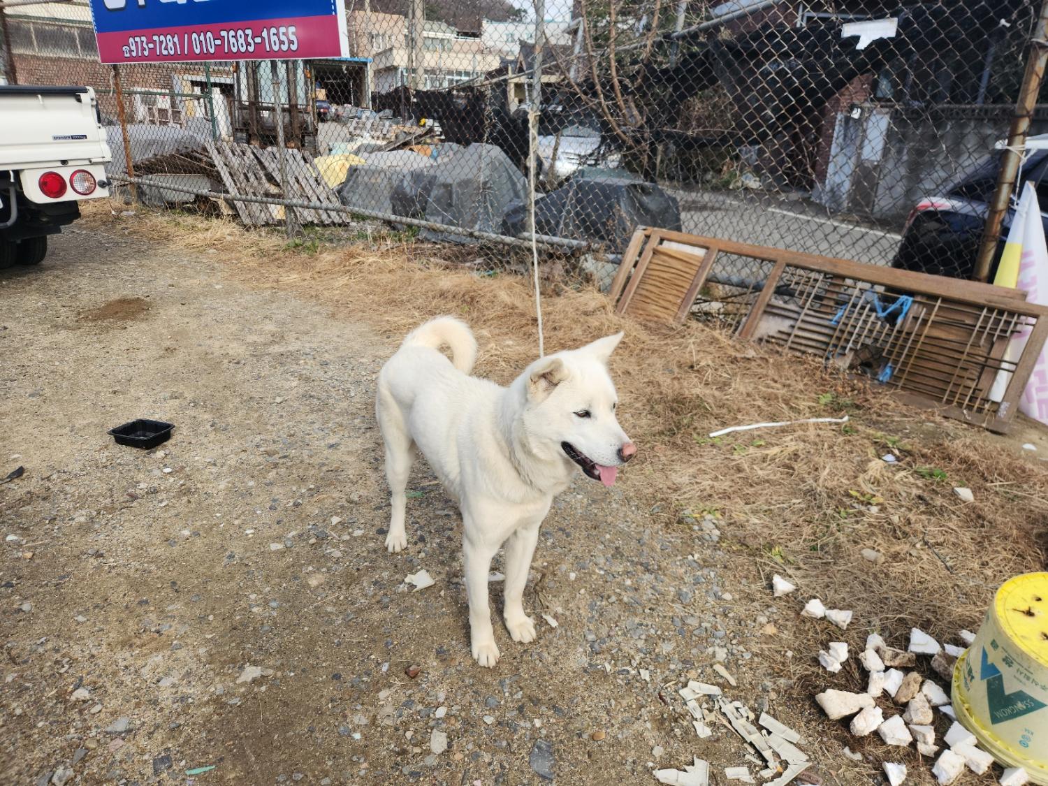 보호중 풍산견의 가…